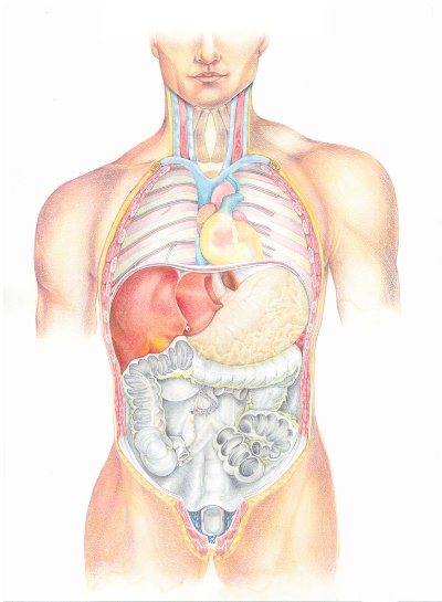 ATLAS OF THE HUMAN BODY